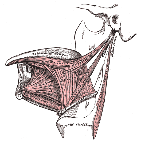 <p>The Mouth, Extrinsic Muscles of the Tongue