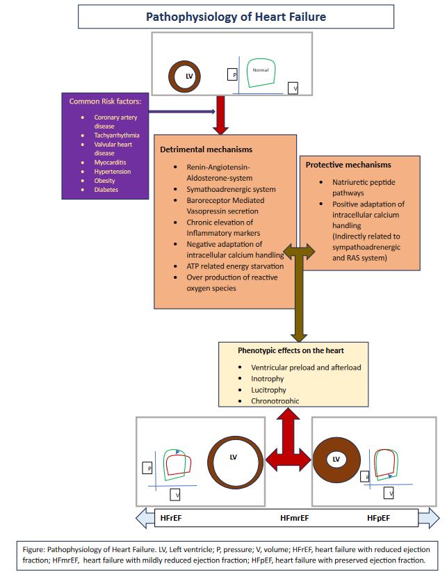 <p>Pathophysiology of Heart Failure</p>
