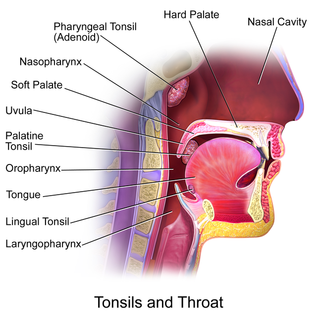 <p>Tonsils and Throat