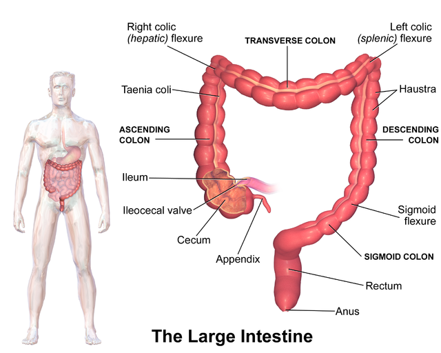 <p>Large Intestine. This image shows the large intestine's abdominal location and segments.</p>