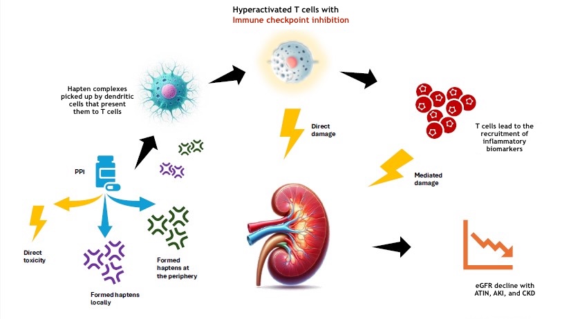 <p>Mechanisms of Acute Kidney Injury Associated With the Combined Use of Proton Pump Inhibitors and Immune Checkpoint Inhibitors