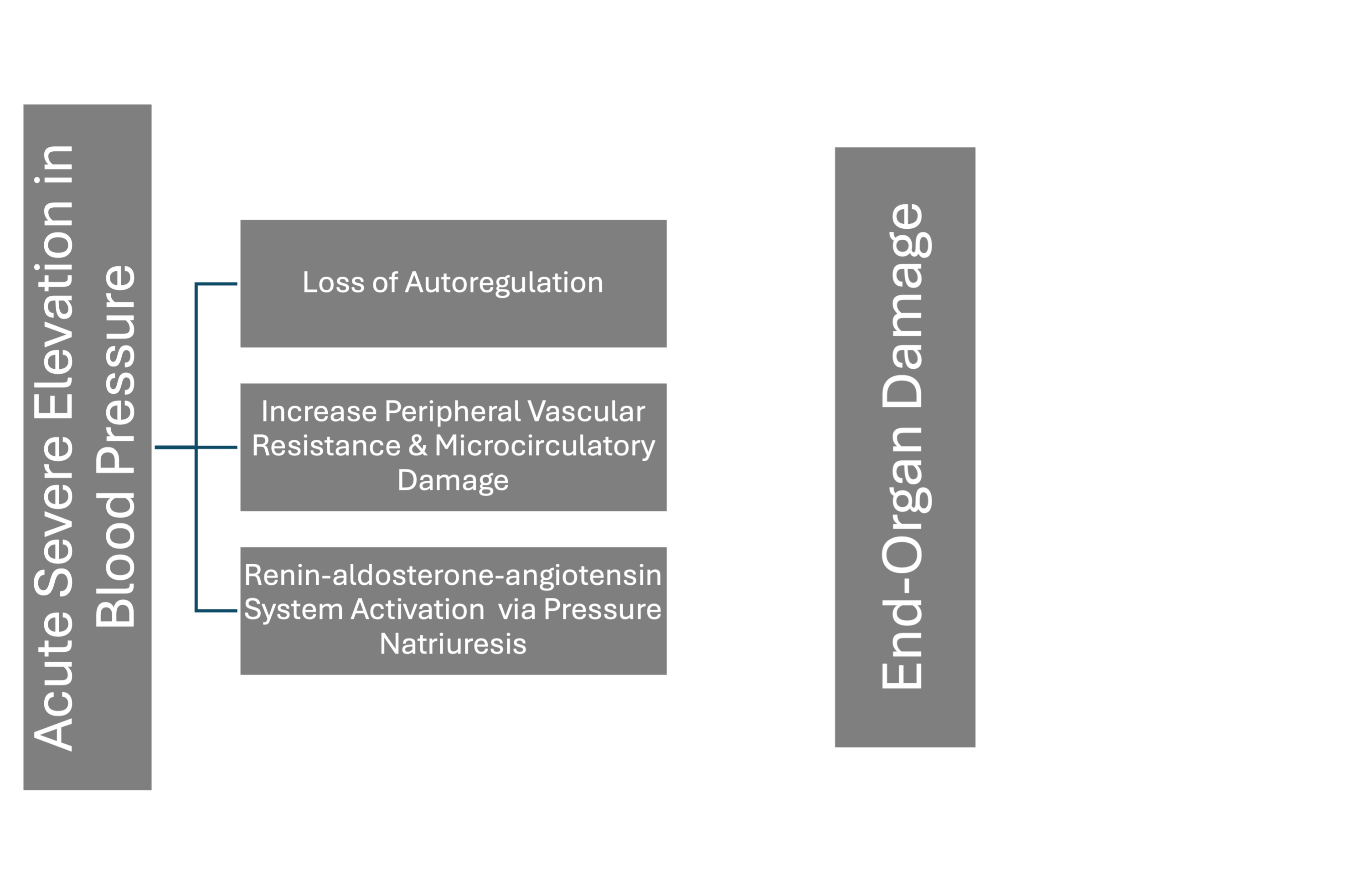 <p>Pathophysiology of Hypertension-Mediated Organ Damage