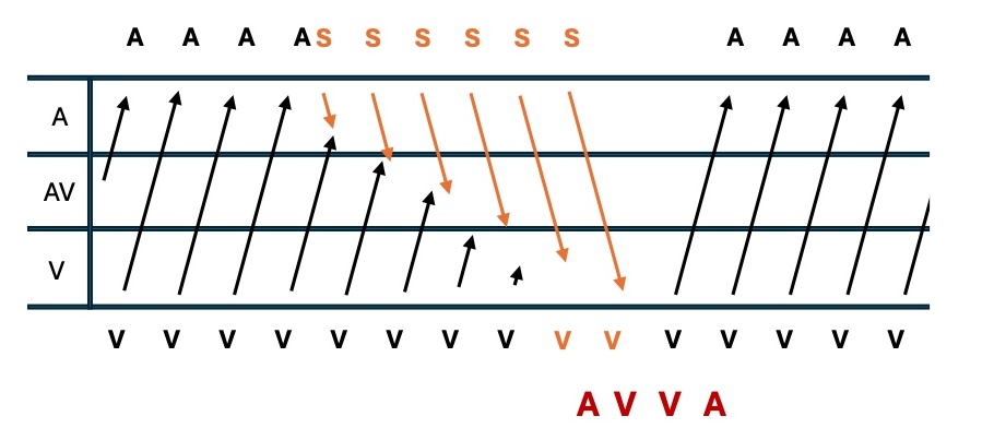 <p>Ladder Diagram of a AVVA Response