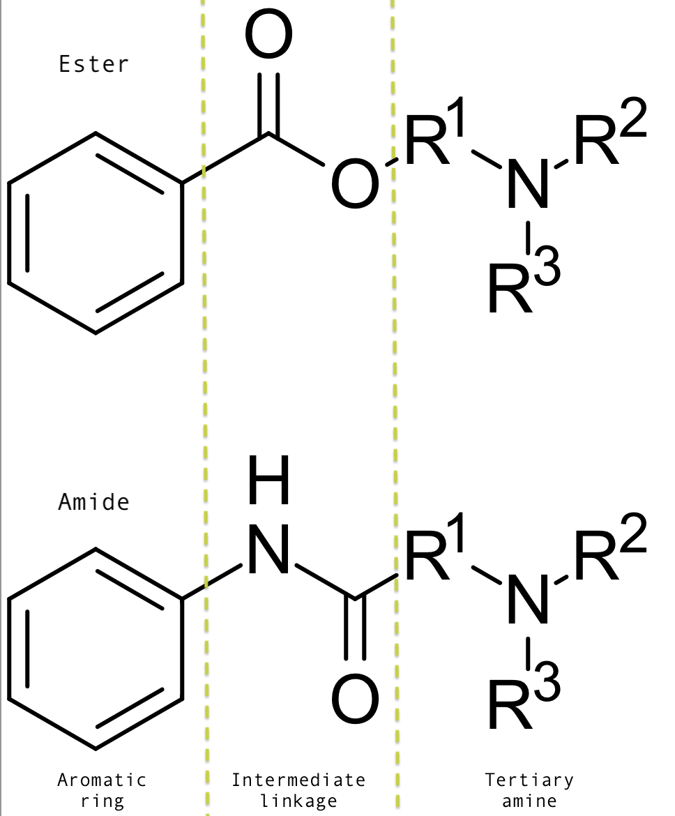 <p>Structure of ester and amide local anesthesia agents.</p>