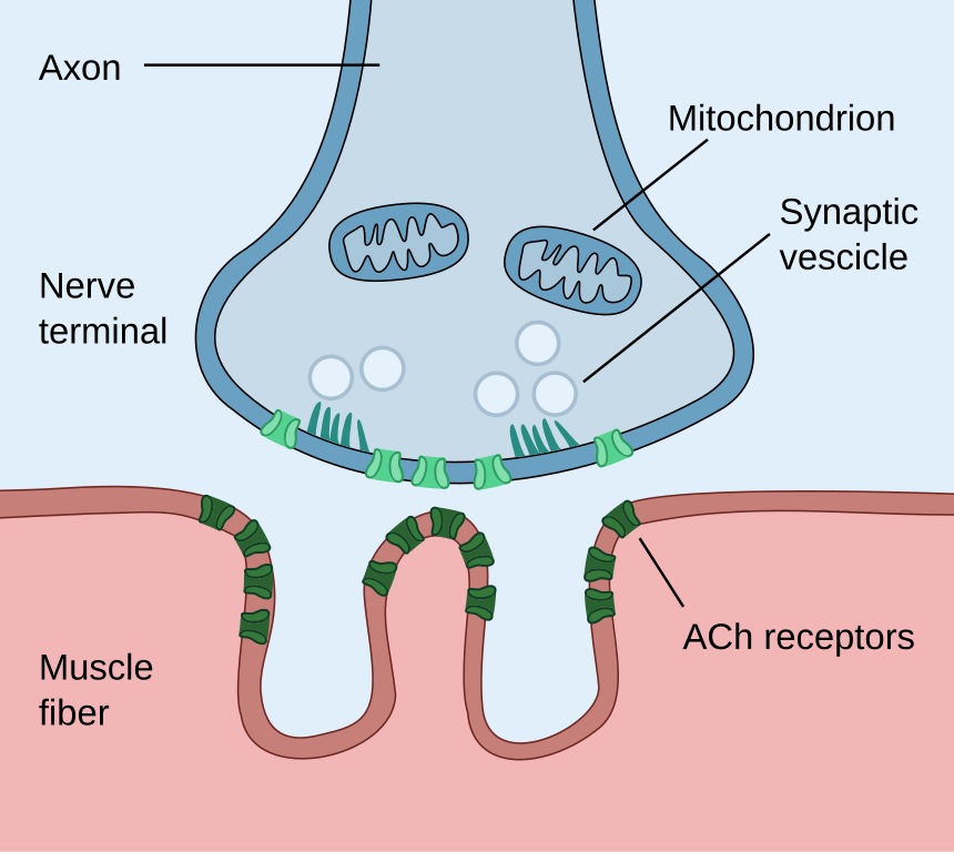 <p>Anatomy of the Neuromuscular Junction