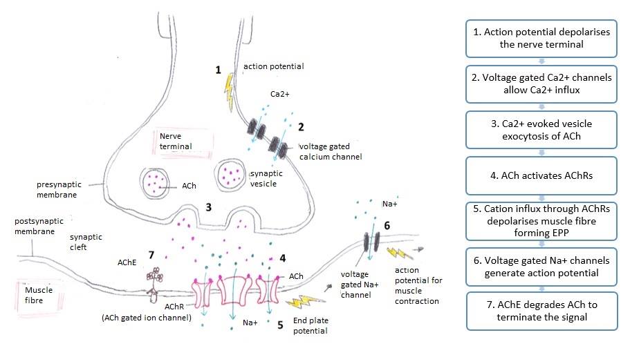 <p>Neuromuscular Junction Signaling