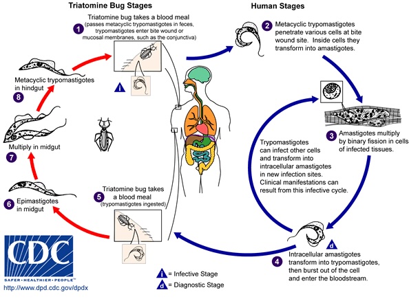 <p><em>T. Cruzi</em> Parasite Life Cycle. Illustration of the various phases of the <em>T. Cruzi</em> life cycle.</p>