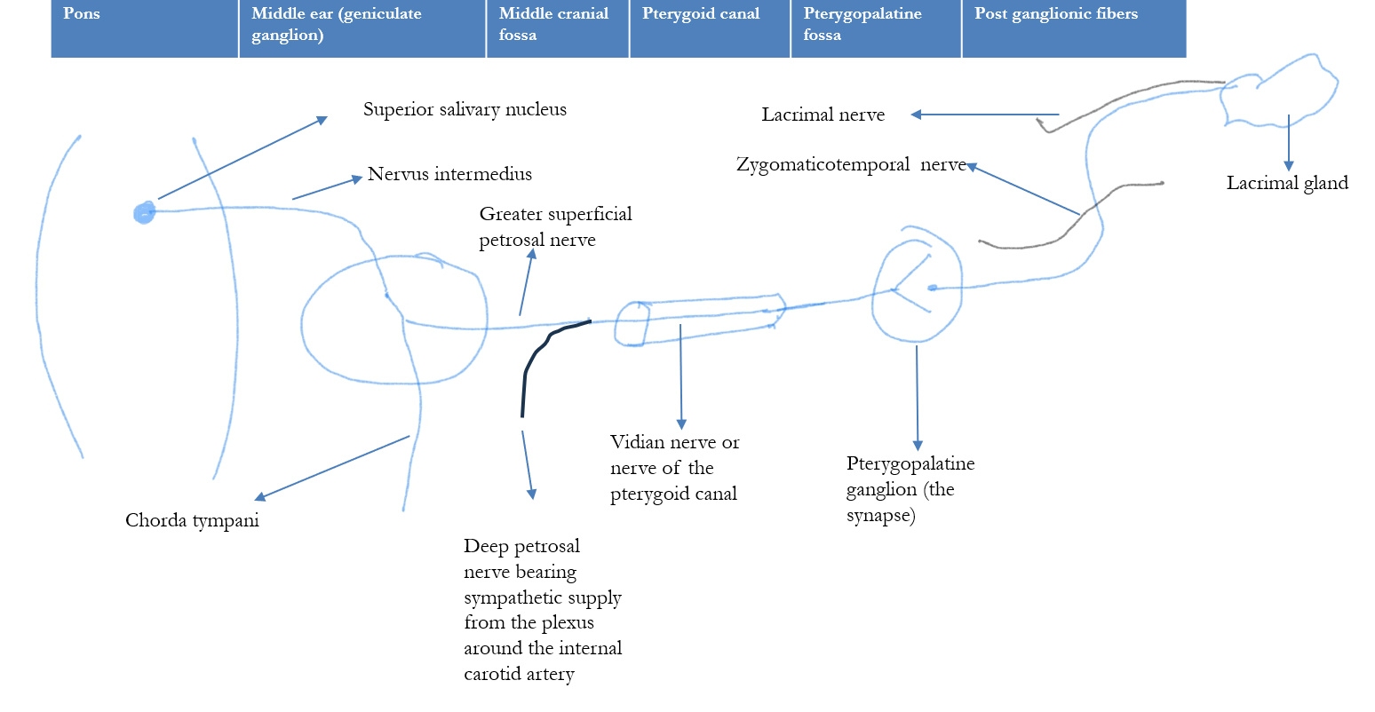<p>Parasympathetic Innervation of the Lacrimal Gland