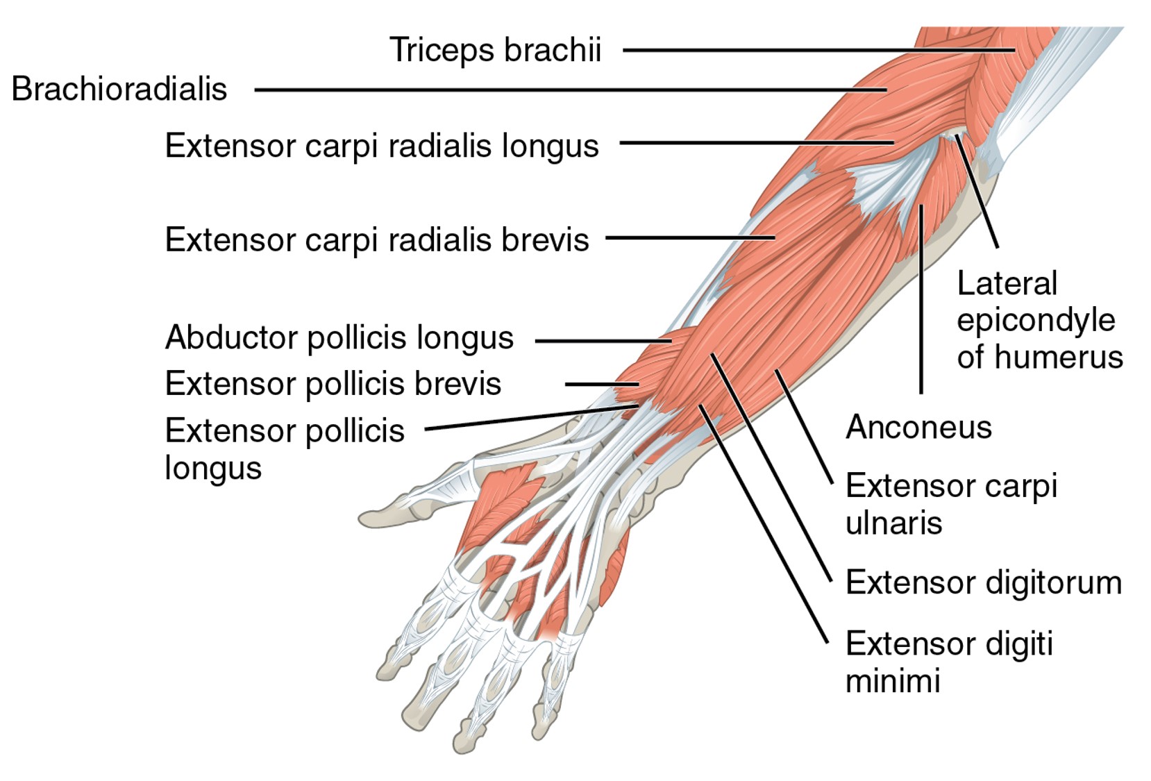 <p>Dorsal Forearm Anatomy