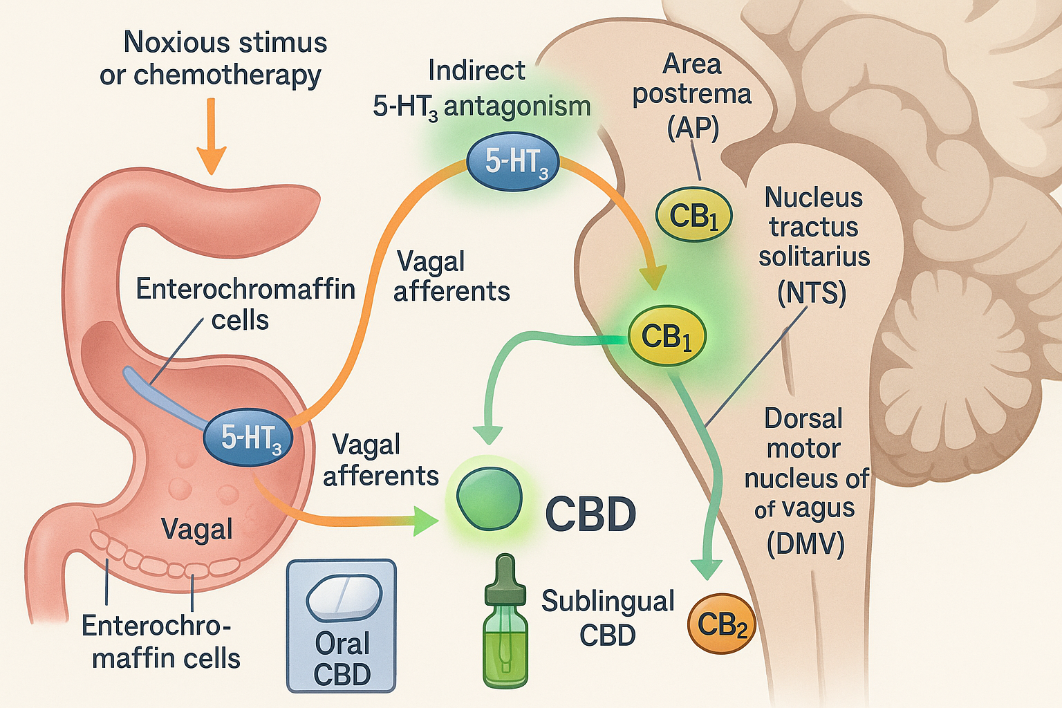 <p>Mechanism of action of&nbsp;cannabidiol in CINV</p>