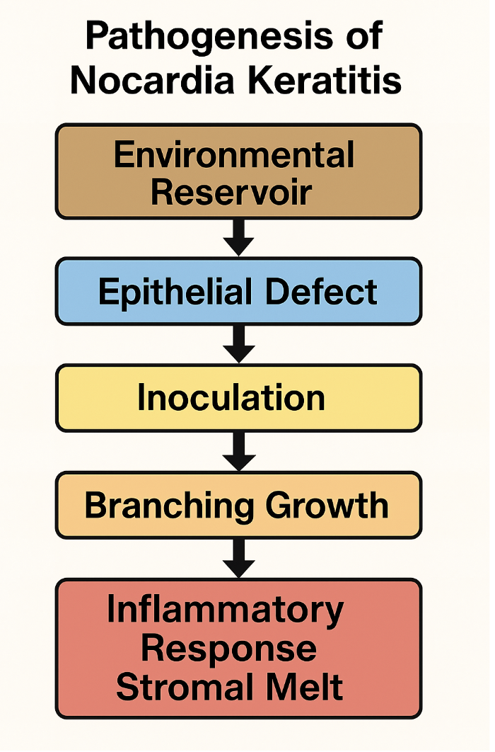 <p>Pathogenesis of <em>Nocardia</em> Keratitis