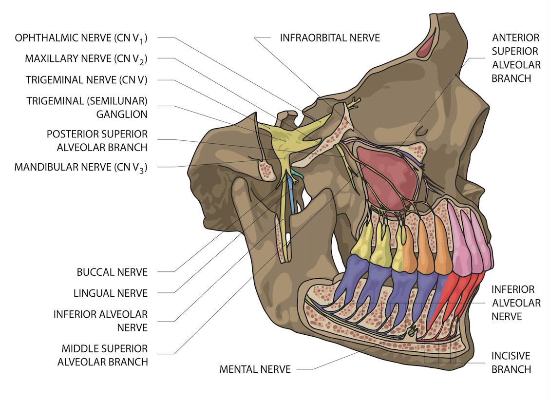<p>Afferent Innervation of the Oral Cavity