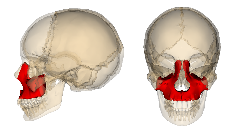 <p>Lateral and Frontal Views of the Maxilla