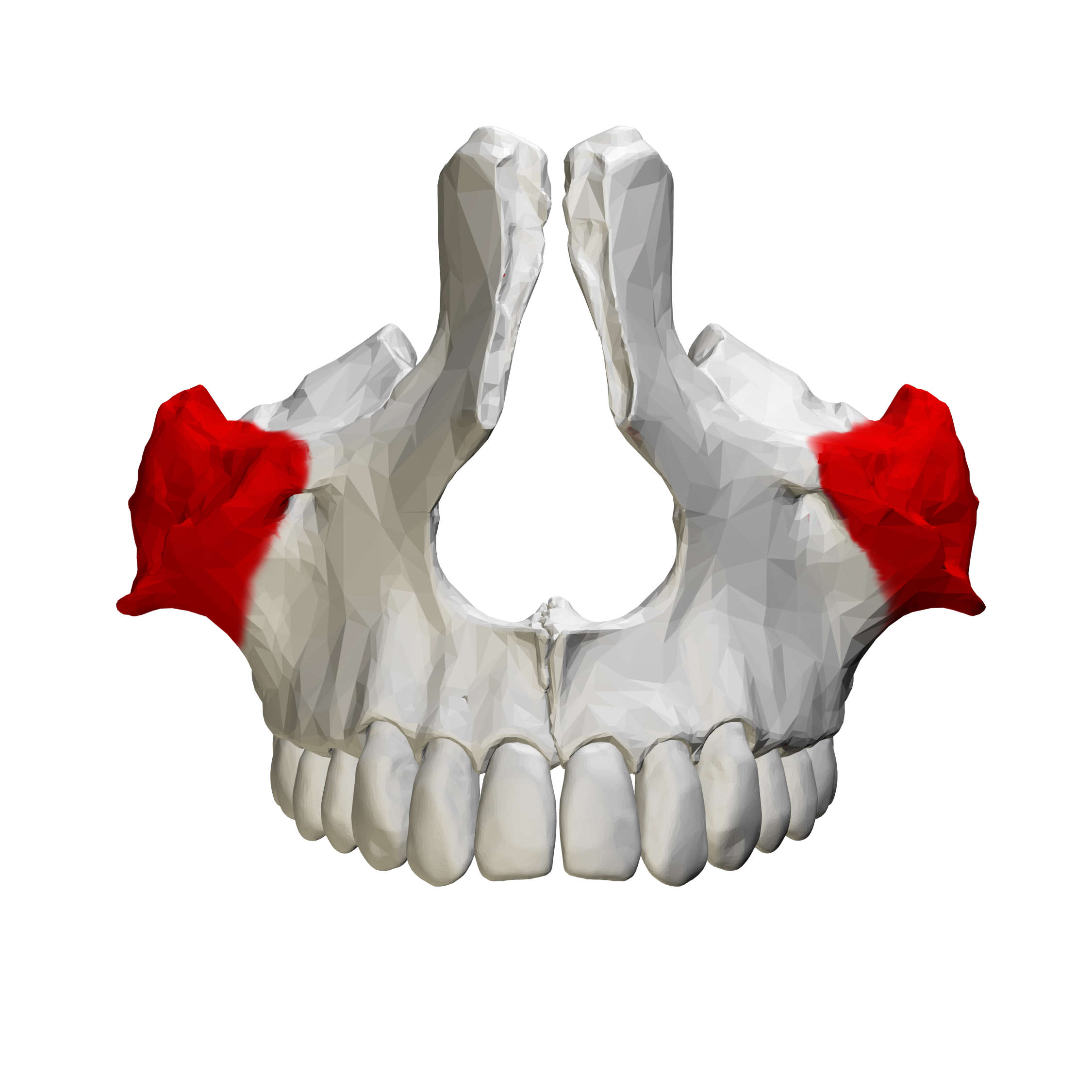 <p>Zygomatic Process of the Maxilla