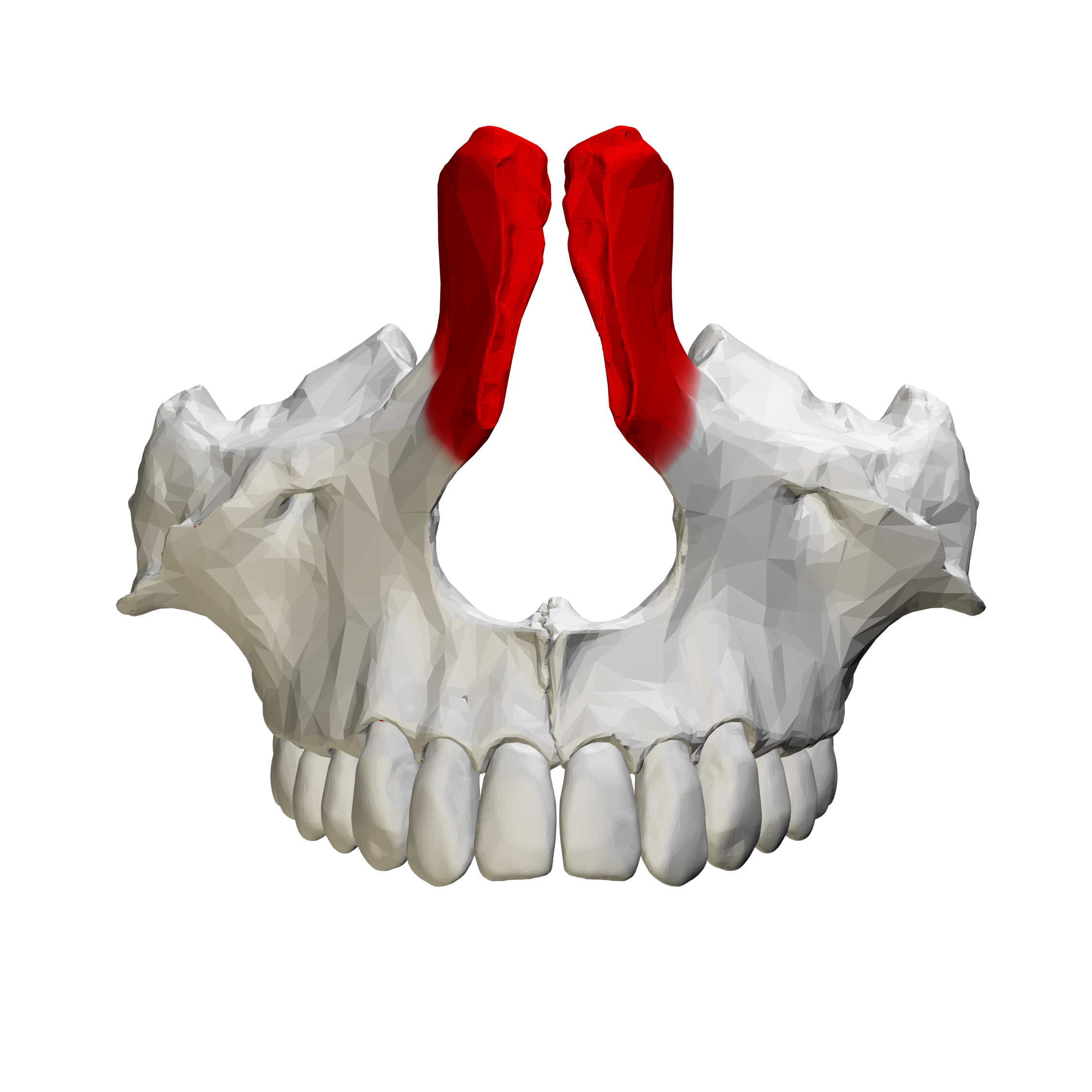 <p>Frontal Process of the Maxilla