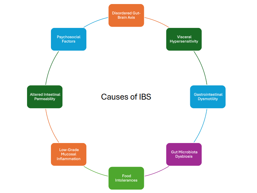 <p>Causes of IBS</p>