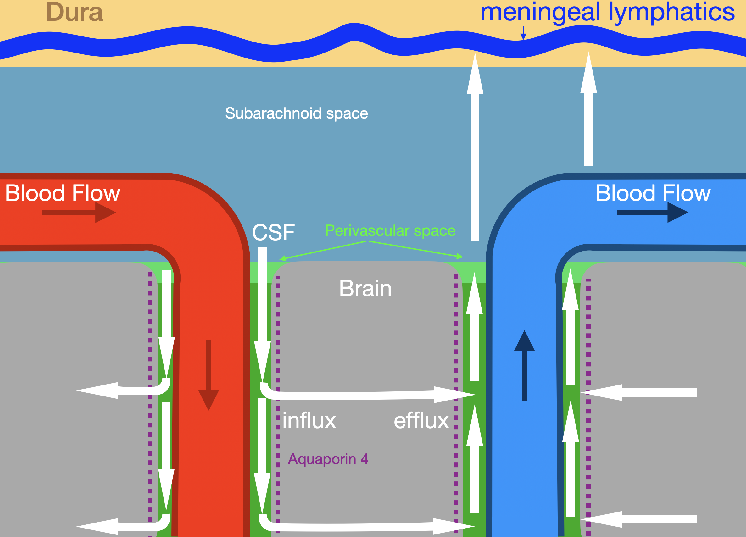 <p>Glymphatic System