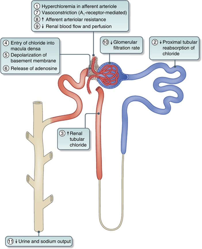 <p>Sequential Effects of Hyperchloremia on the Kidney