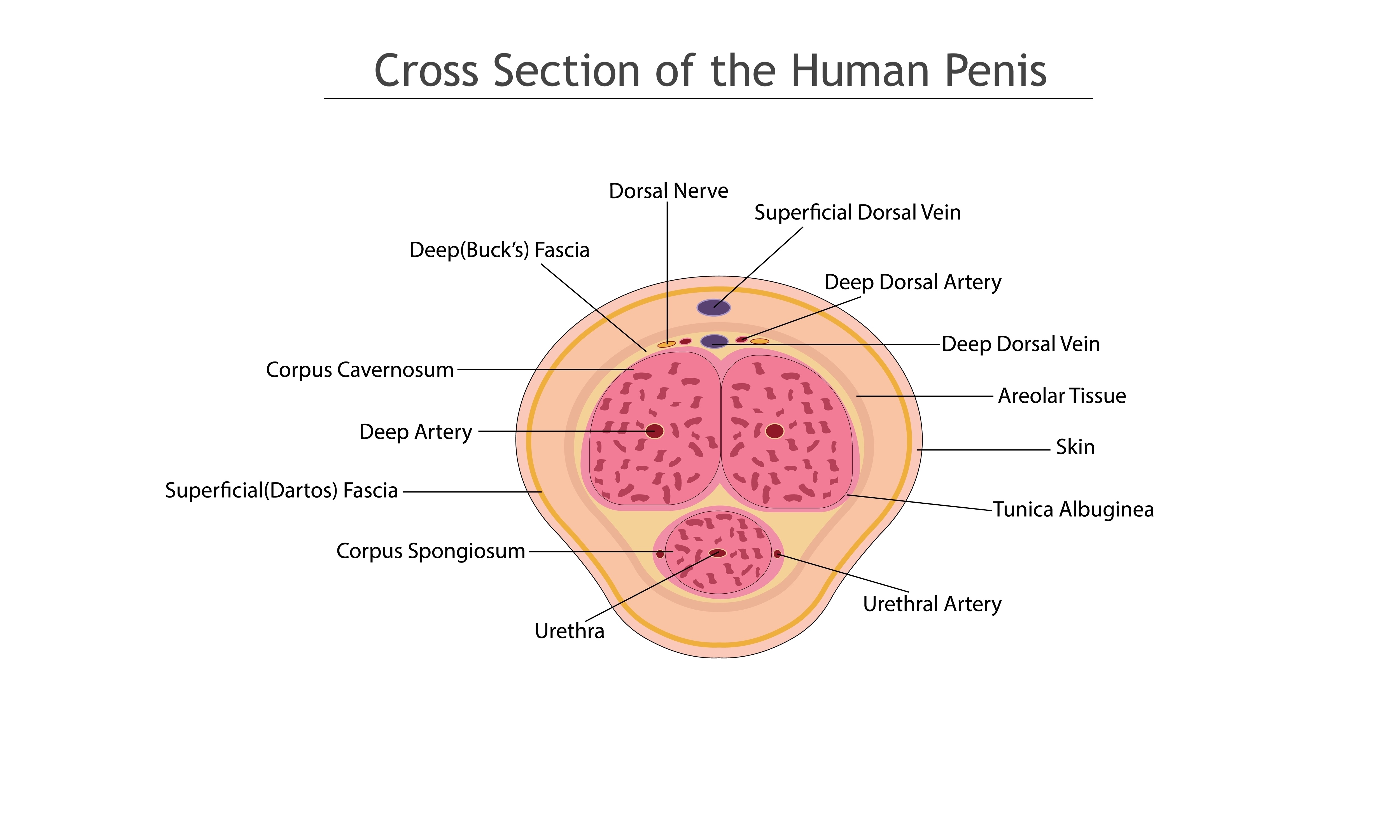 <p>Cross Section of the Human Penis.</p>