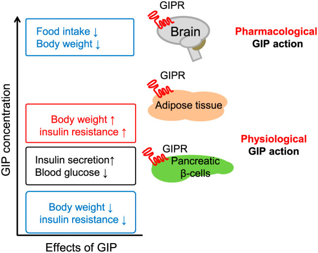 <p>Tissue-Specific Actions of Glucose-Dependent Insulinotropic Polypeptide