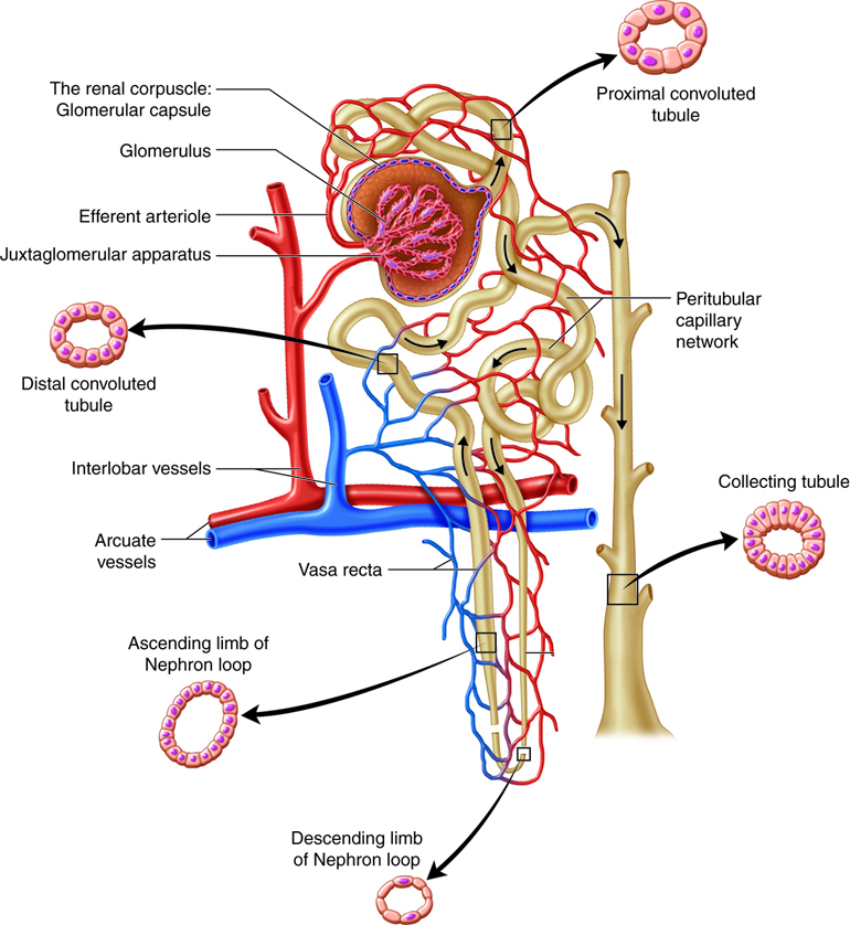<p>Nephron and Vasculature
