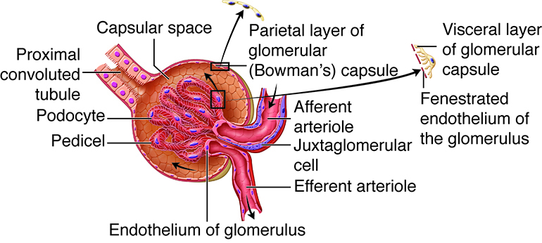<p>Filtration Apparatus of the Glomerulus