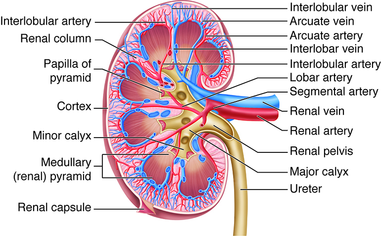 <p>Kidney Blood Supply