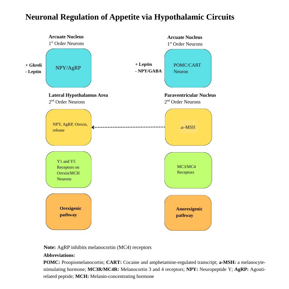 <p>Neuronal Regulation of Appetite Via Hypothalamic Circuits</p>