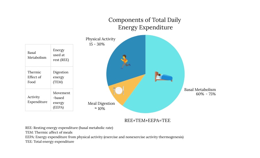 <p>Energy Expenditure Components and Metabolic Regulation</p>