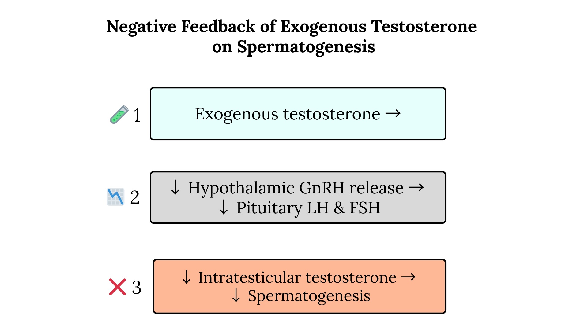 <p>Negative Feedback of Exogenous Testosterone</p>