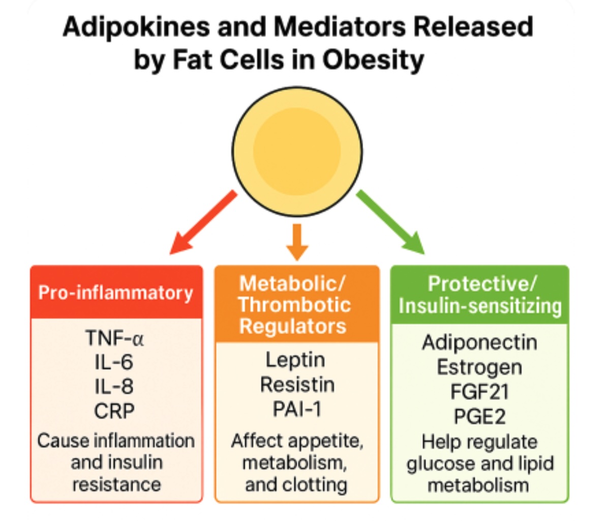 <p>Adipokine Dysregulation and Inflammatory Signaling</p>