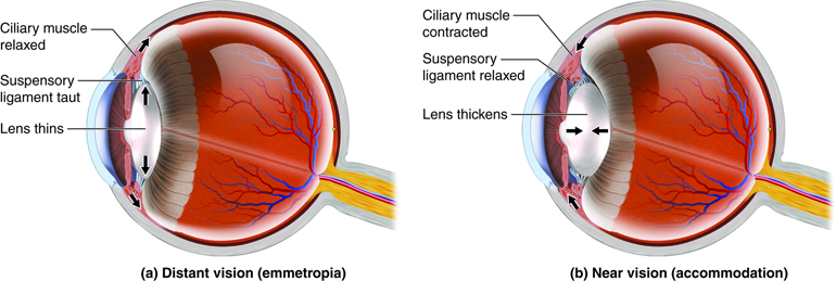 <p>Lens Shape Changes in Distant and Near Vision