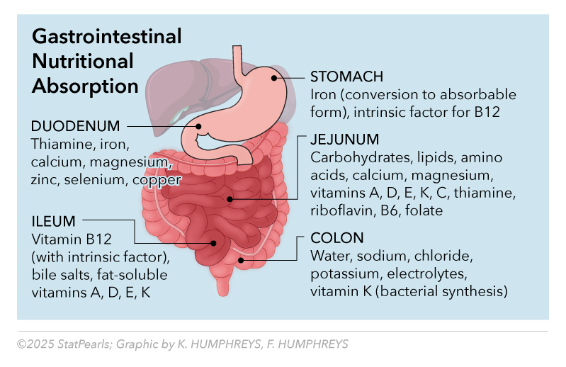 <p>Gastrointestinal Nutritional Absorption</p>