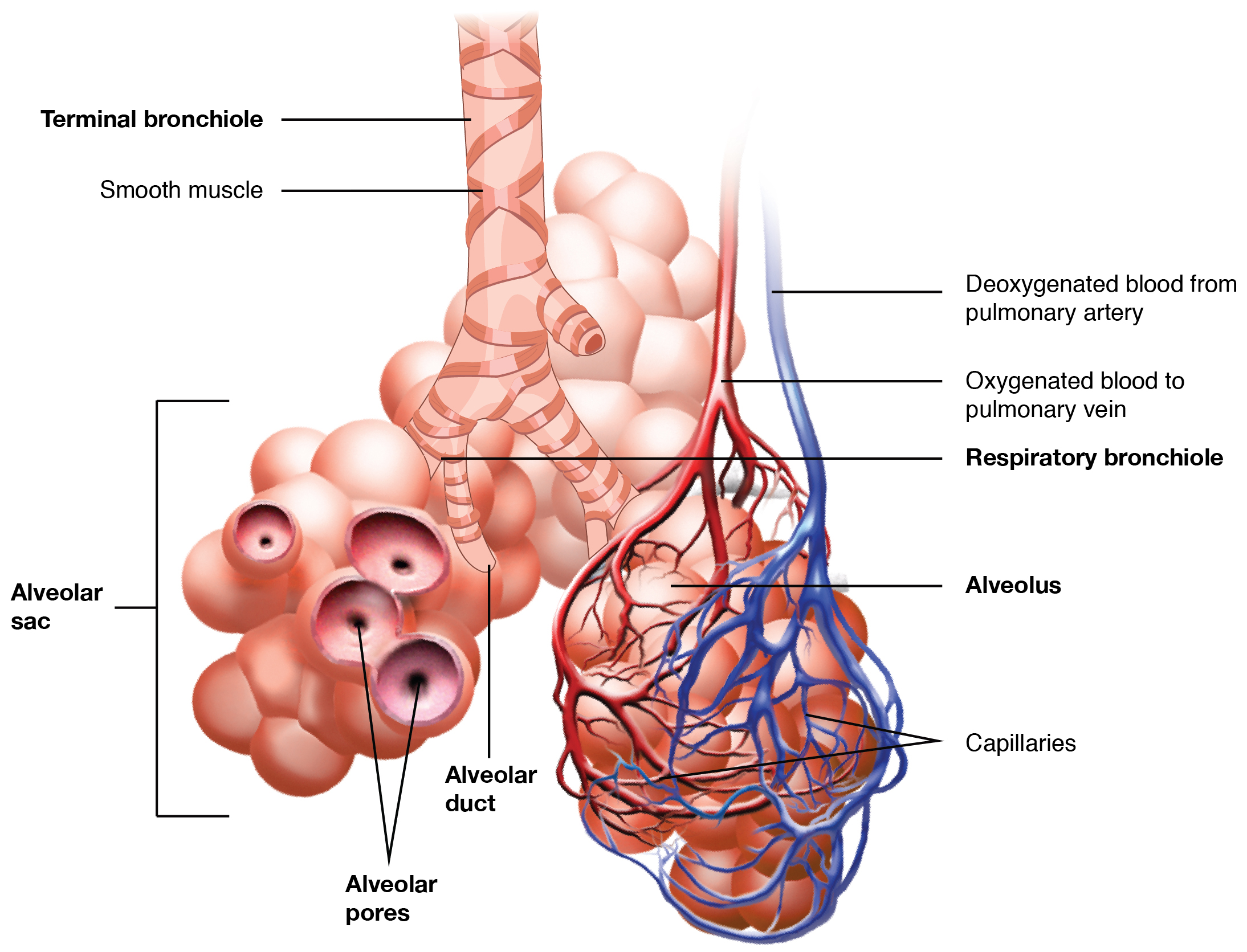 <p>Respiratory Zone