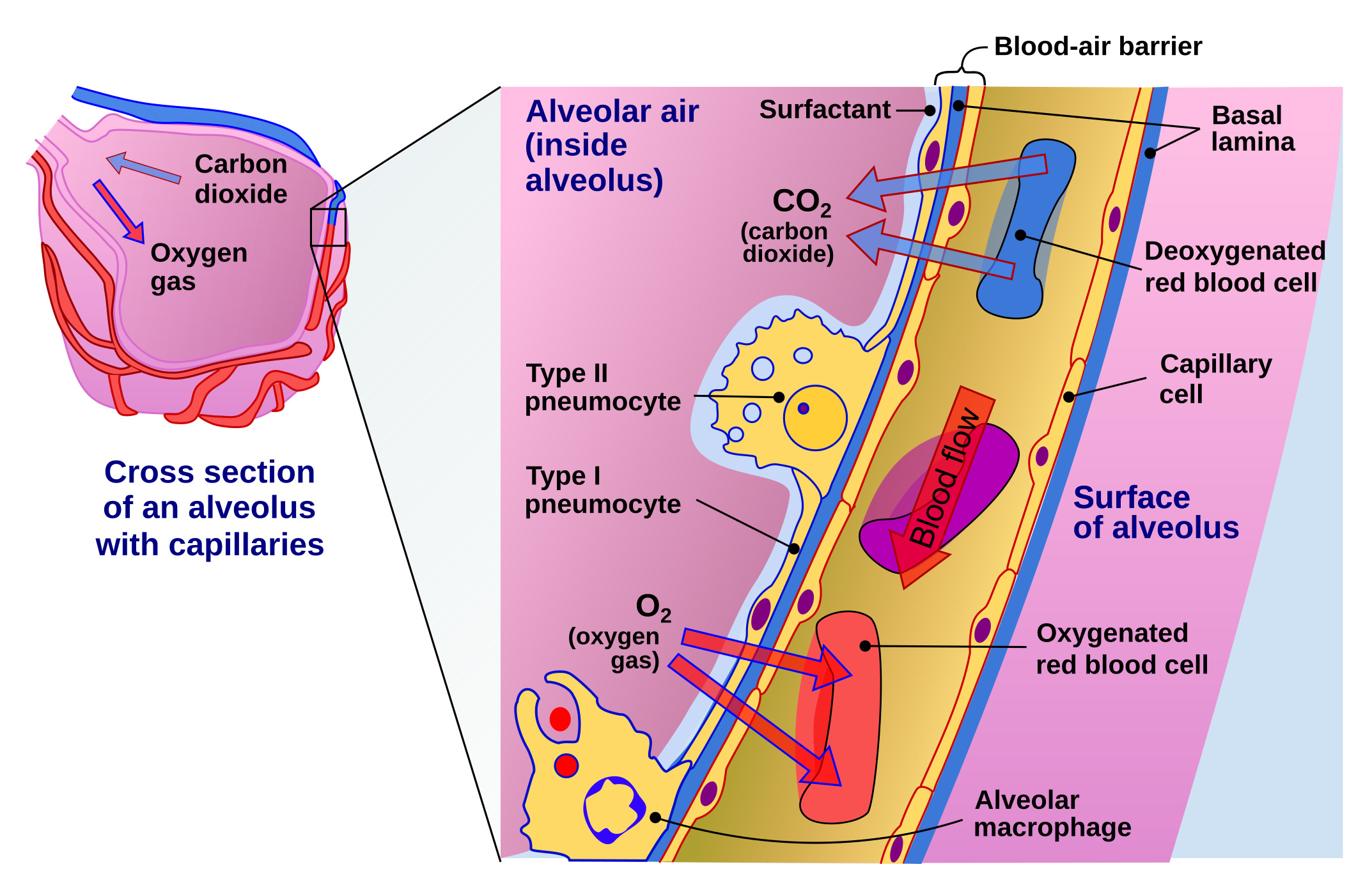 <p>Gas Exchange at the Air-Blood Barrier