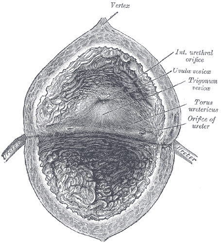 <p>Interior Anatomy of the Urinary Bladder