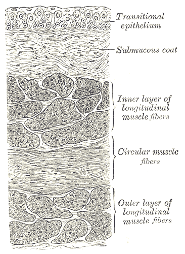 <p>Vertical Section of the Urinary Bladder Wall