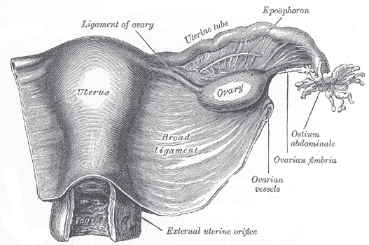 <p>The Female Genital Organs