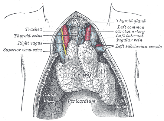<p>The Thymus in a Full-Term Fetus