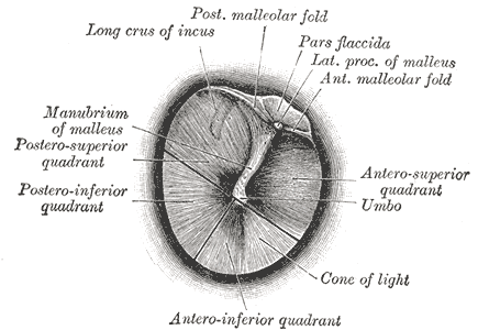 <p>Right Tympanic Membrane, Otoscopic View