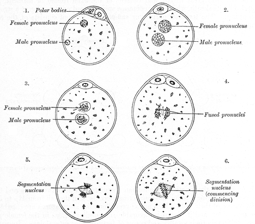 <p>Fertilization of the Ovum