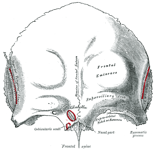 <p>Frontal Bone, Outer Surface