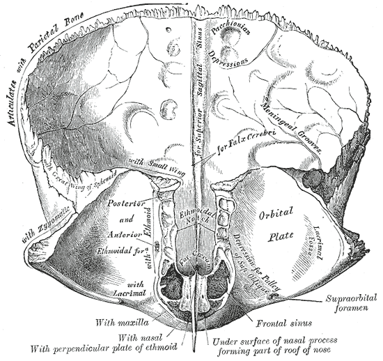 <p>Frontal Bone, Inner Surface