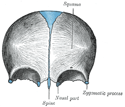 <p>Frontal Bone at Birth