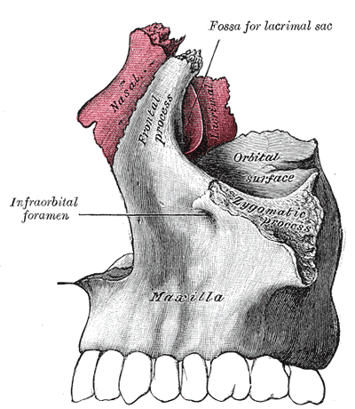 <p>The Nasal Bone&mdash;Articulation of Nasal and Lacrimal Bones With Maxilla.</p>