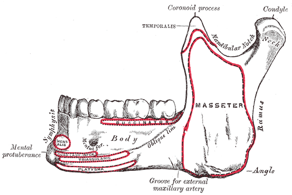 <p>Side View of the Mandible, Outer side, Lower Jaw.</p>