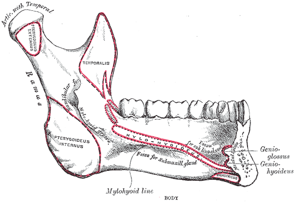 <p>Side View of the Mandible, Interior View, Lower Jaw.</p>