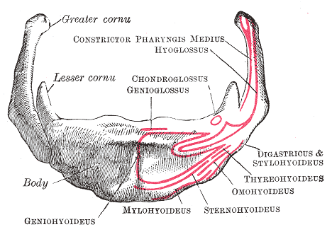 <p>Anterior View of the Hyoid Bone