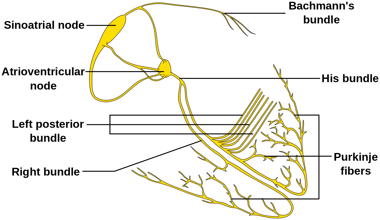 <p>Cardiac Electrical Conduction System