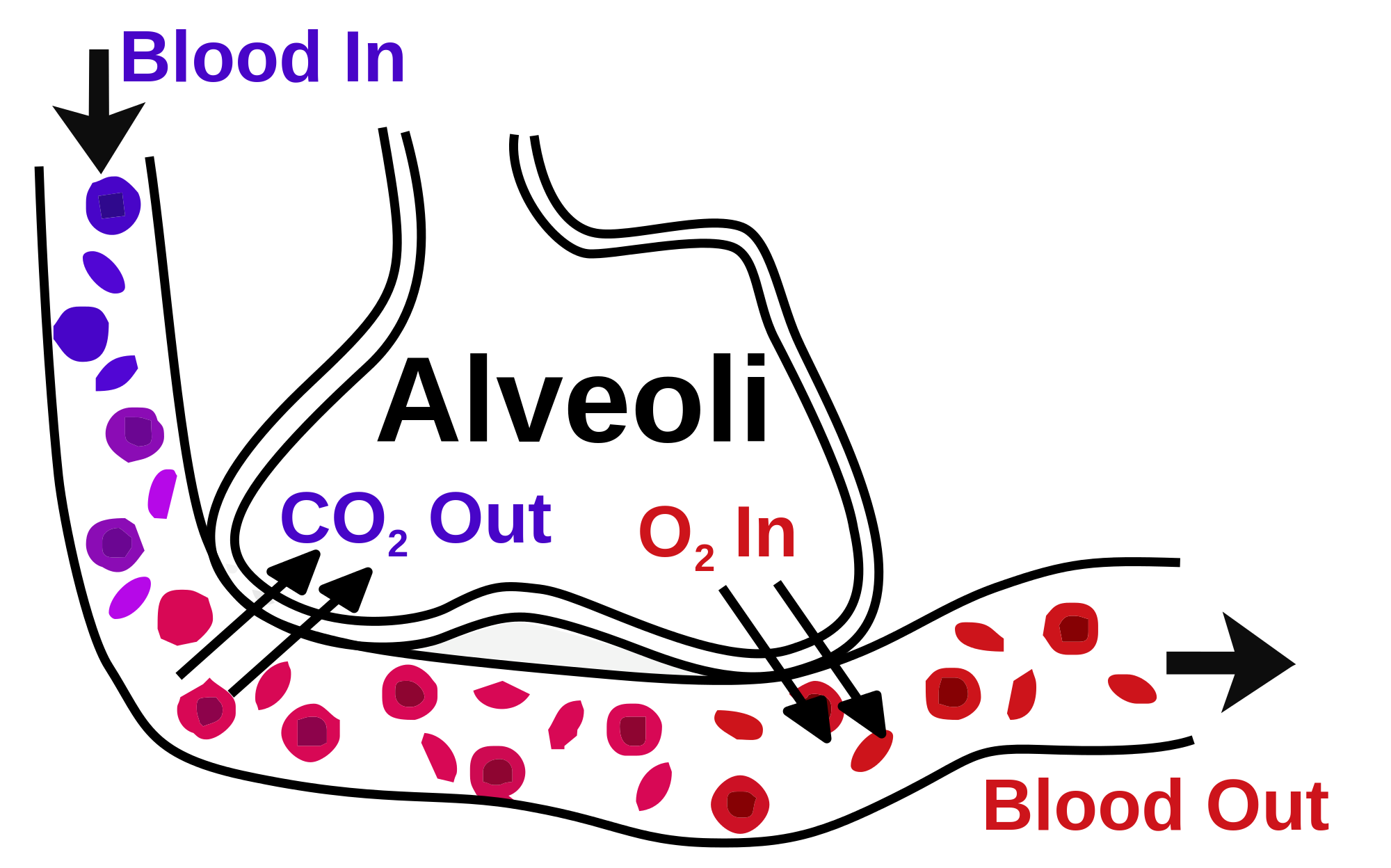 <p>Gaseous Exchange in the Lung